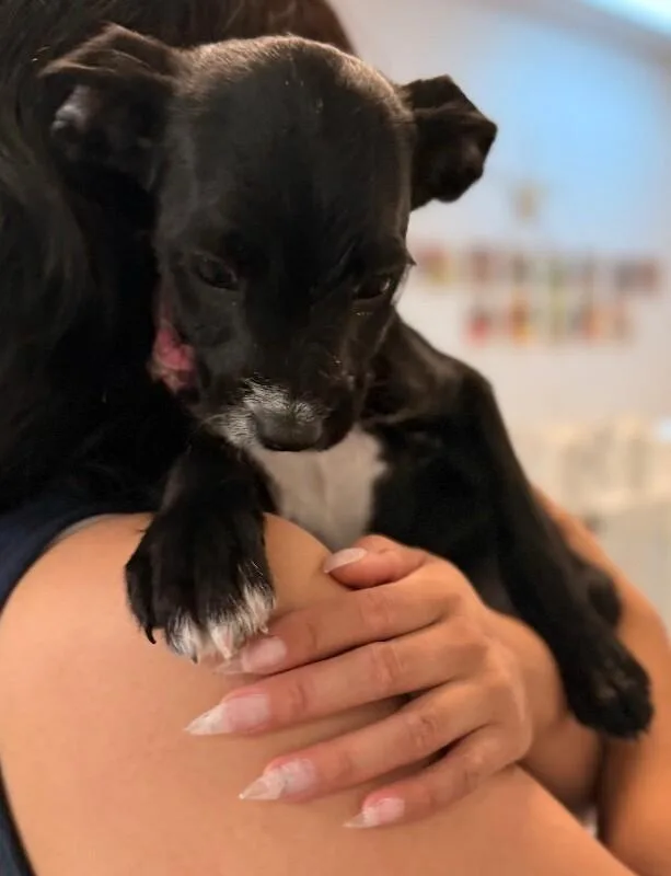 A baby small-sized female Black Terrier dog named Oreo for adoption in Van Nuys, CA