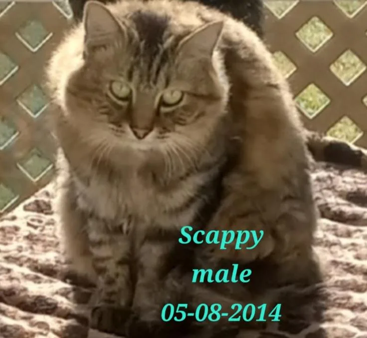 Scrappy