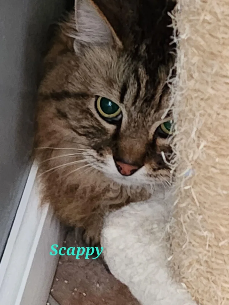 Scrappy thumbnail 2