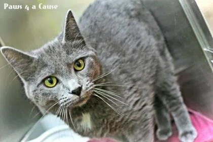 A young medium-sized male Domestic Short Hair cat named Storm for adoption in Paducah, KY