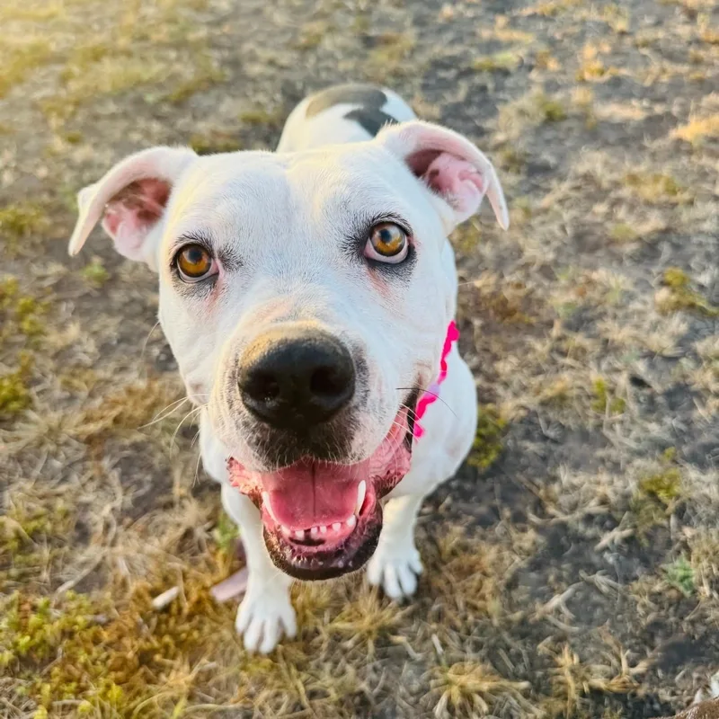 An adult medium-sized female White / Cream American Bulldog dog named Olive for adoption in Cleveland, TX