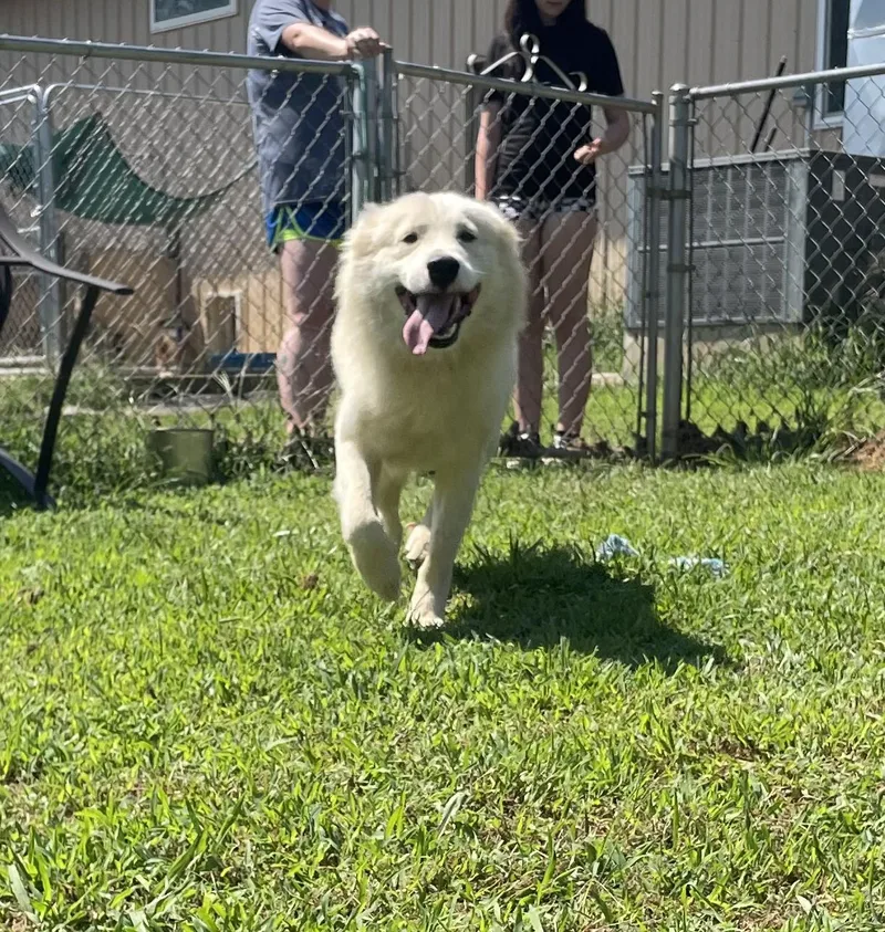 A young medium-sized male White / Cream Pyrenean Shepherd dog named 'Phil" the void in for adoption in McKenzie, TN