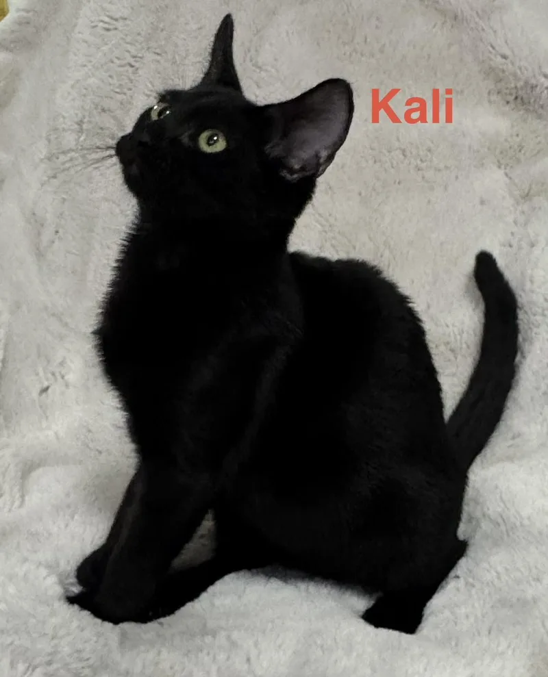 A baby small-sized female Black Bombay cat named Kali THIS DIVA for adoption in Boca Raton, FL