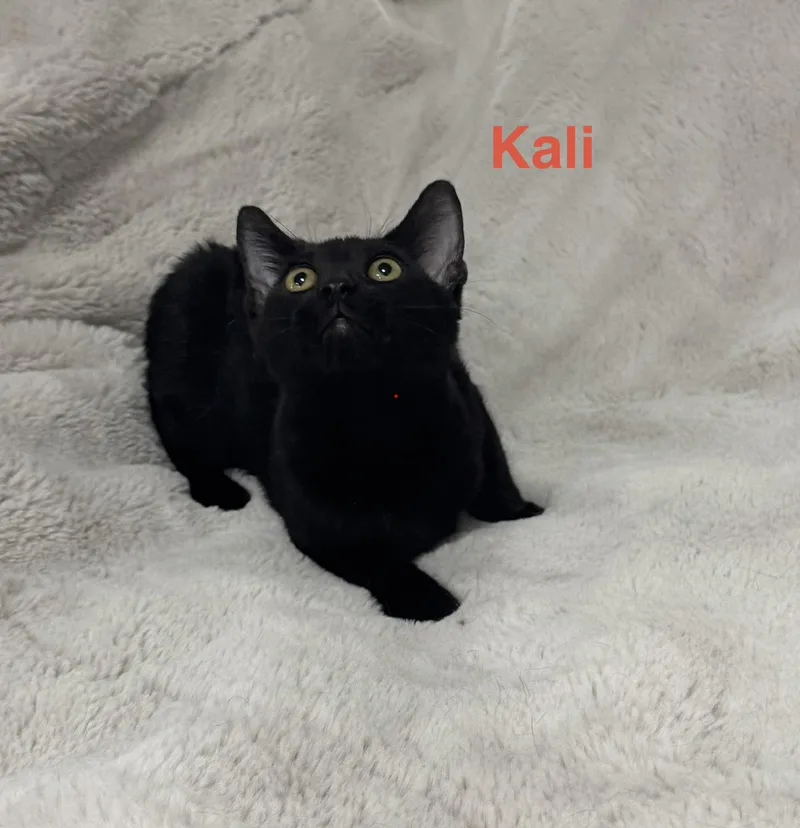 Kali  THIS DIVA thumbnail 2
