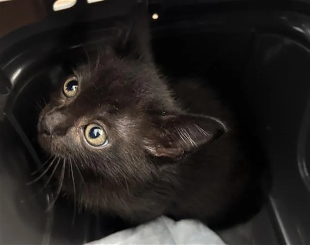 A baby medium-sized male Domestic Short Hair cat named Freddie Mack for adoption in Dallas, TX