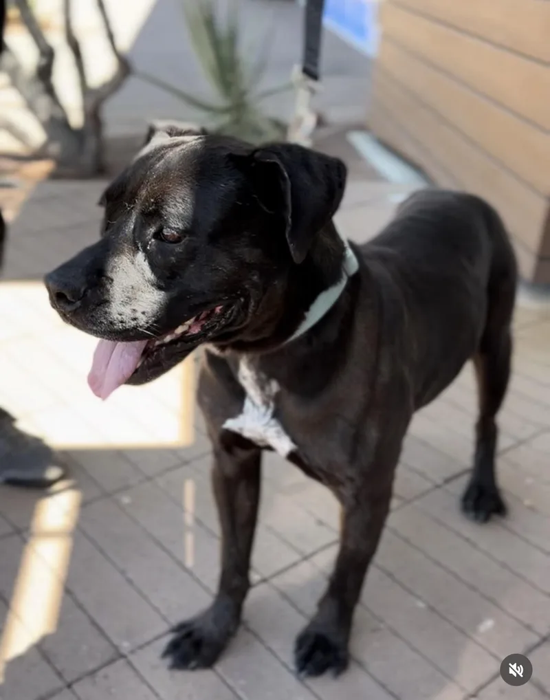 An adult large-sized male Pit Bull Terrier dog named Jimmy for adoption in Palm desert, CA