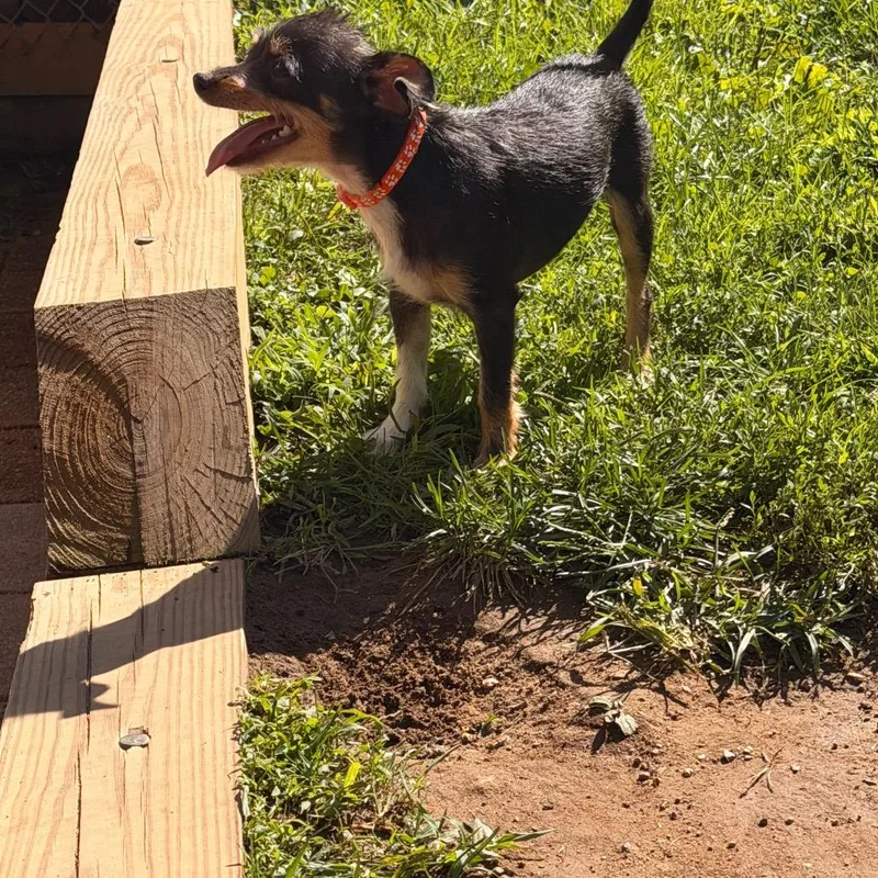 A baby small-sized male Chihuahua dog named Nacho for adoption in New Fairfield, CT