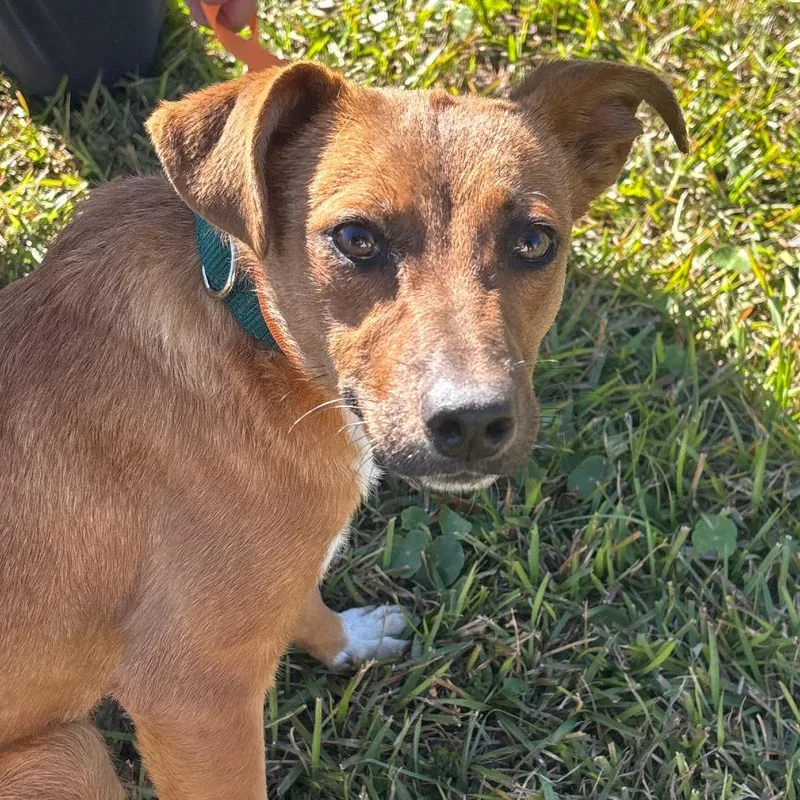 A young small-sized female Yellow / Tan / Blond / Fawn Labrador Retriever dog named DeAnn for adoption in Hinesville, GA