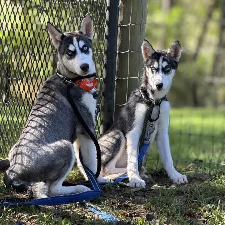A baby medium-sized female Black Siberian Husky dog named Aurora for adoption in Phoenixville, PA