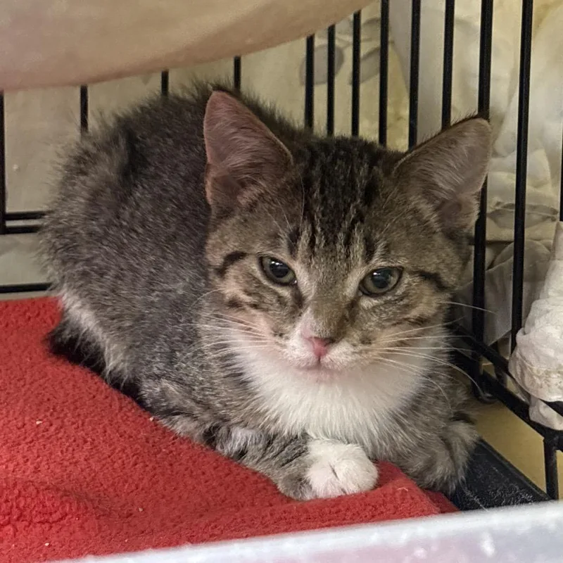 A baby small-sized female Brown / Chocolate Domestic Medium Hair cat named Carousel for adoption in Monroe, MI