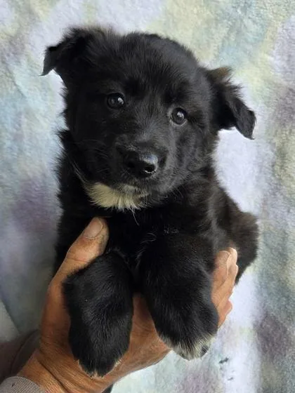A baby large-sized female Alaskan Malamute dog named Nova for adoption in Malvern, PA