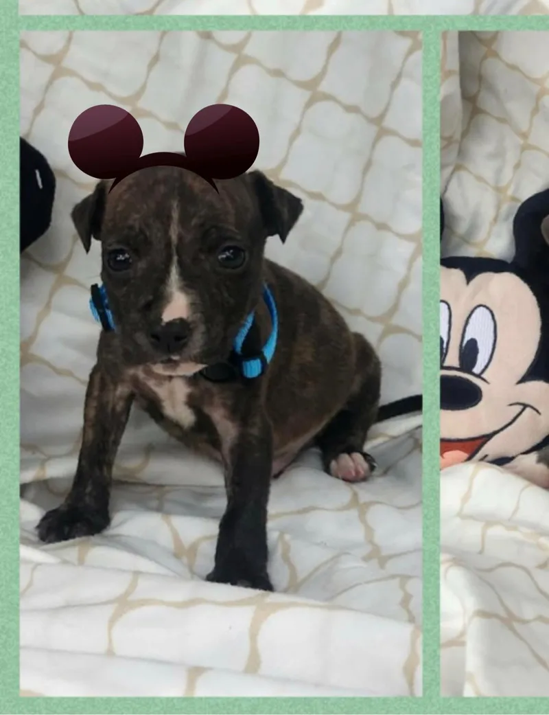 A baby medium-sized male Brindle Boxer dog named Figgie for adoption in White Lake, MI