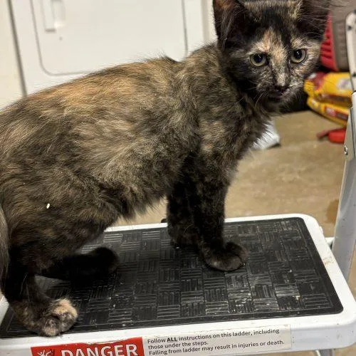 A baby small-sized female Tortoiseshell Domestic Medium Hair cat named Mavis for adoption in Sanford, NC