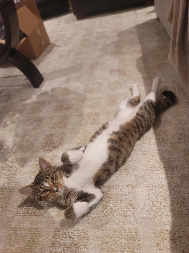 An adult medium-sized male Domestic Short Hair cat named Donald Felv+ for adoption in Herndon, VA