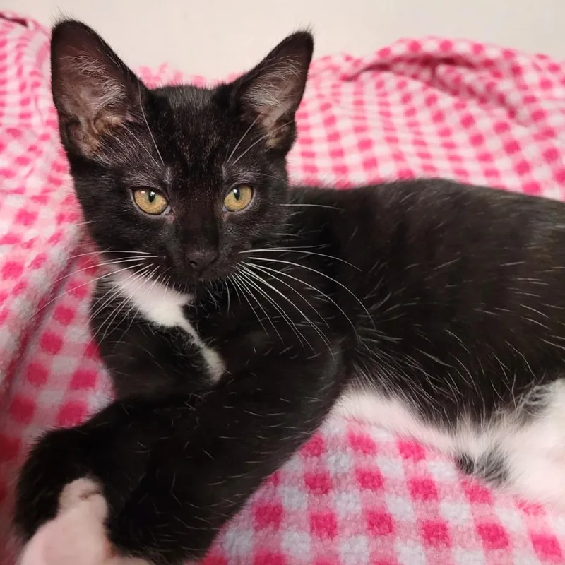 A baby small-sized female Black Domestic Short Hair cat named Neptune for adoption in South Elgin, IL