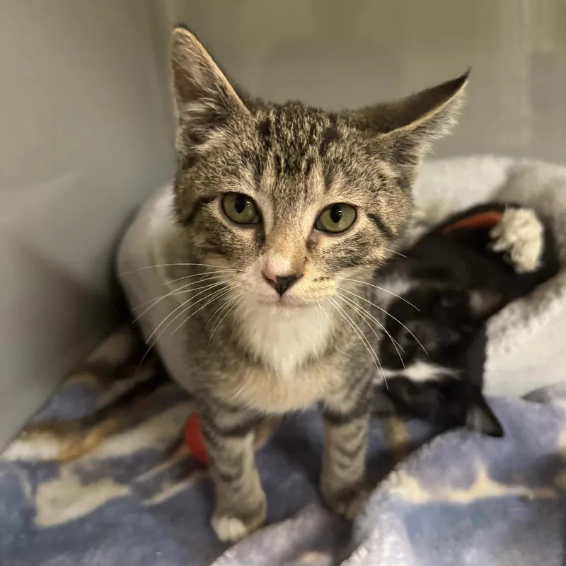 A baby small-sized male Brown / Chocolate Domestic Short Hair cat named Oliver for adoption in Saint Charles, MO