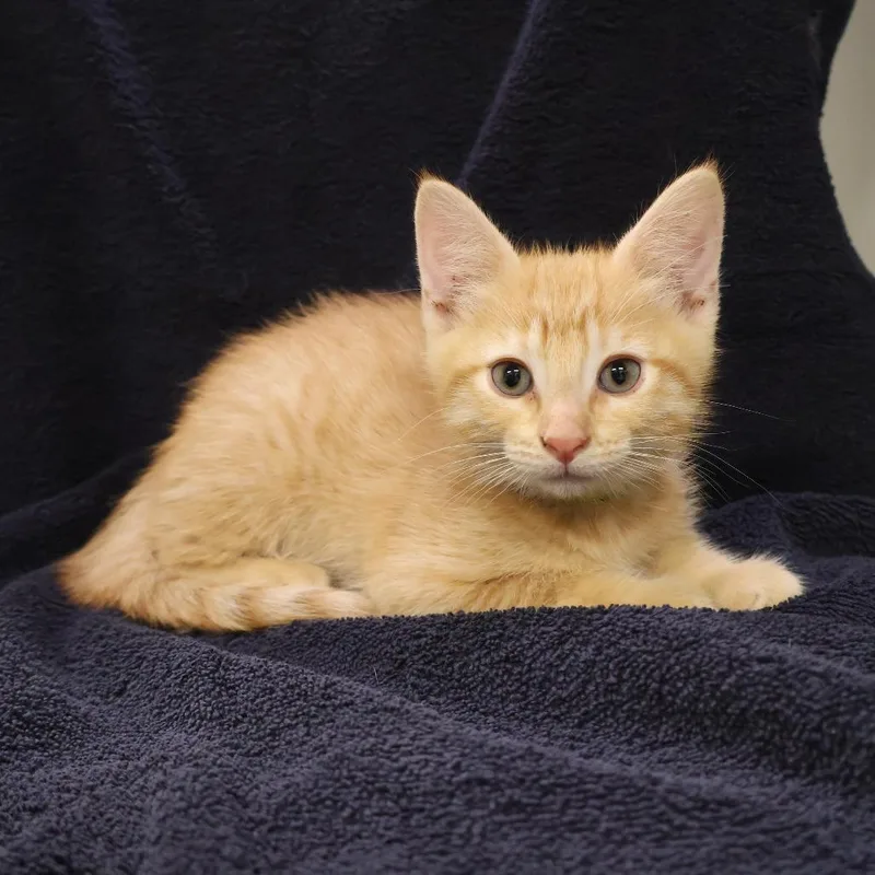 A baby small-sized male Orange / Red Domestic Short Hair cat named Sparkler for adoption in Saint Charles, MO