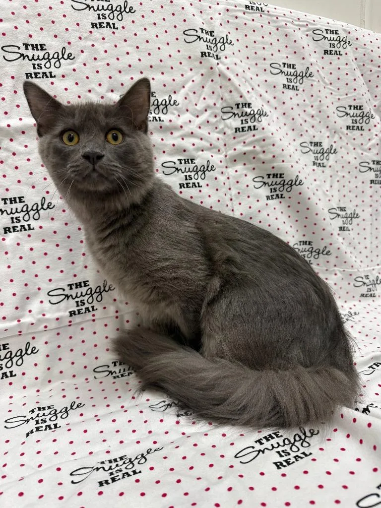 A young large-sized male Domestic Medium Hair cat named Smudge for adoption in Little Elm, TX