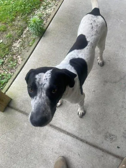 An adult medium-sized male Hound dog named Tether for adoption in Sullivan, IN