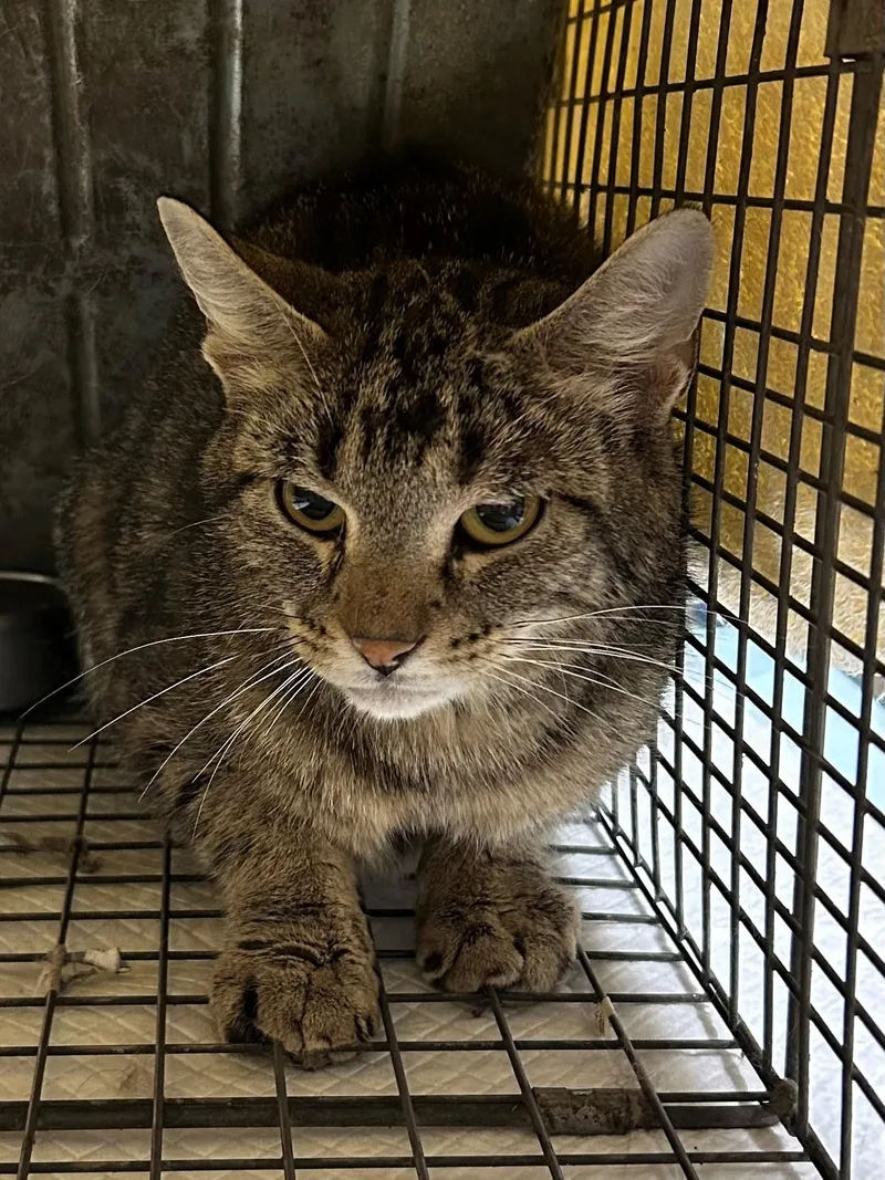 An adult medium-sized female Tabby (Brown / Chocolate) Domestic Short Hair cat named Ceres for adoption in Mason City, IA