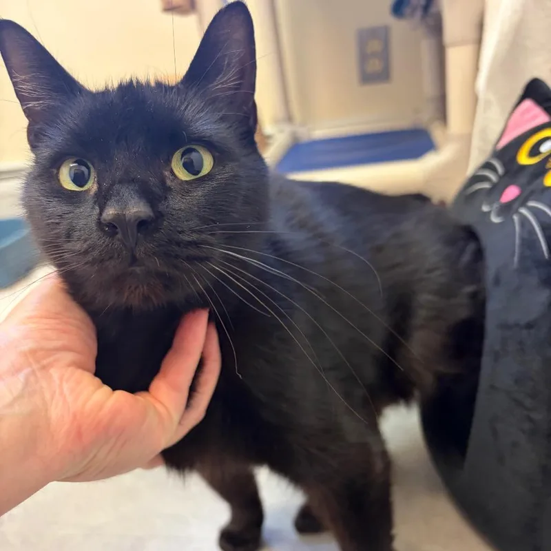 An adult large-sized female Black Domestic Short Hair cat named Shock for adoption in Morrisville, VT