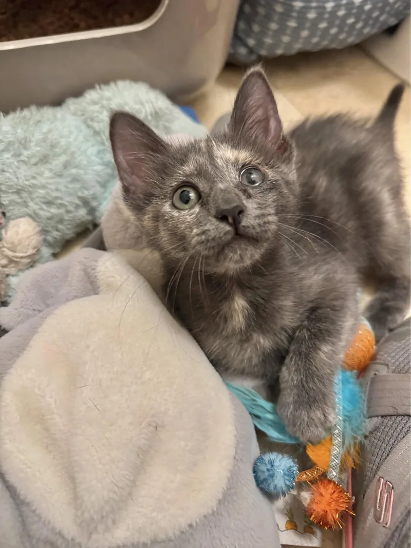 A baby medium-sized female Dilute Calico cat named Lemon Drop Martini for adoption in Laguna Niguel, CA