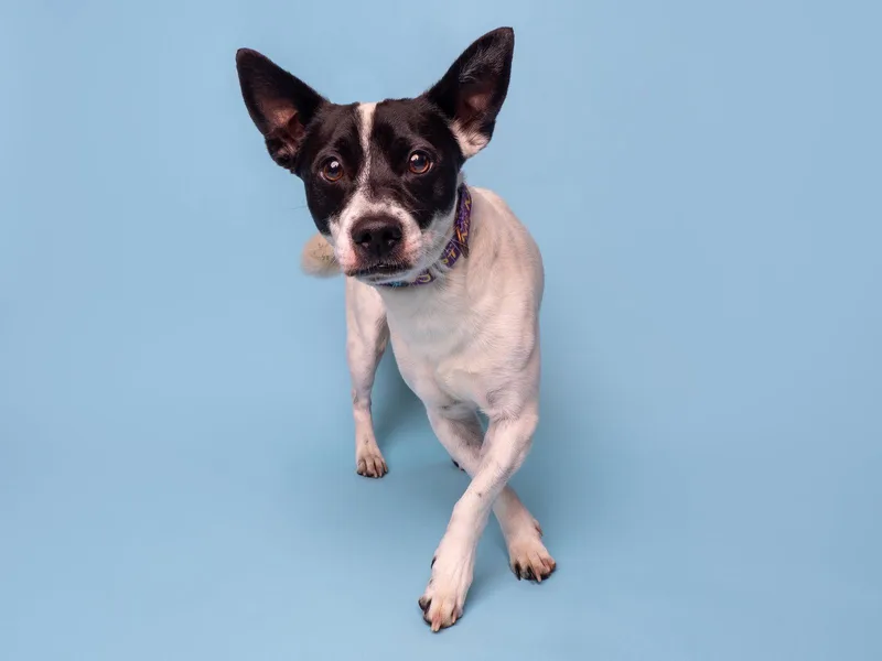 A baby small-sized male Jack Russell Terrier dog named Wizard for adoption in Palo Alto, CA