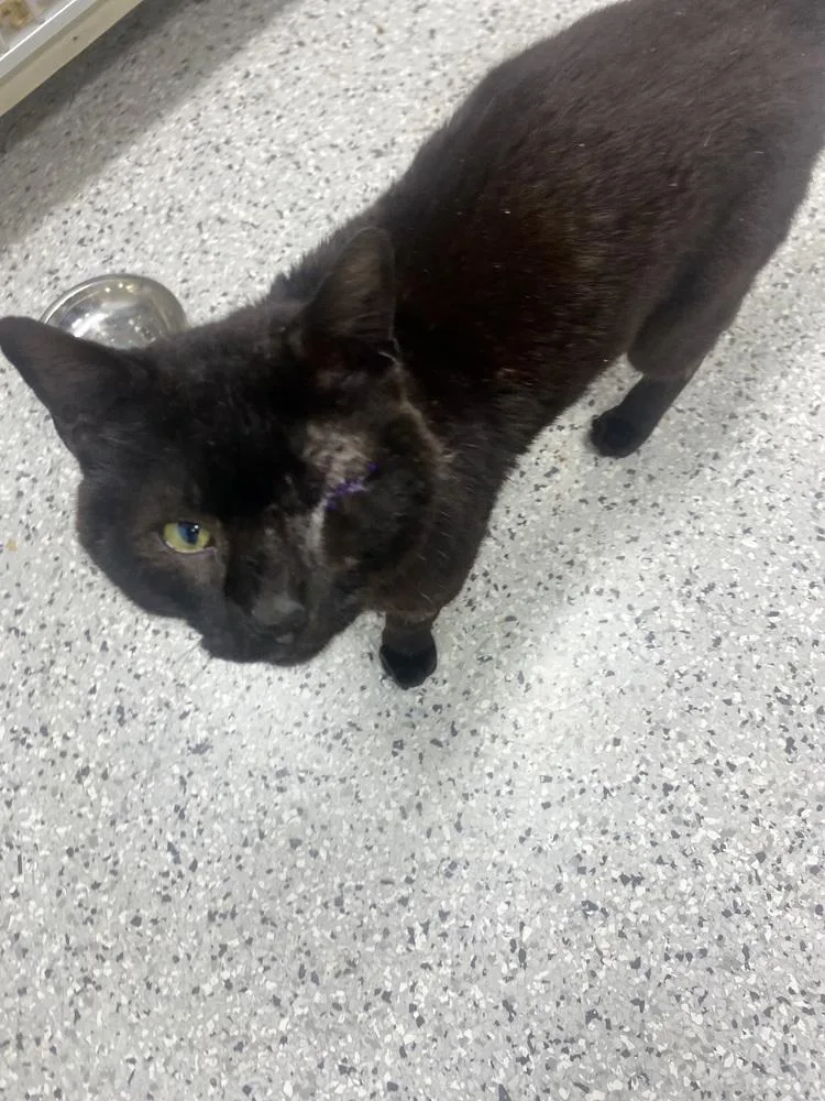 An adult large-sized male Black Domestic Short Hair cat named Ben for adoption in Fort Walton Beach, FL