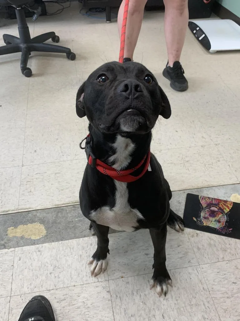 An adult large-sized male Affenpinscher dog named Boomer for adoption in Chickamauga , GA