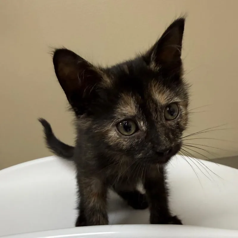 A baby small-sized female Tortoiseshell Domestic Short Hair cat named Thunder for adoption in Birmingham, AL