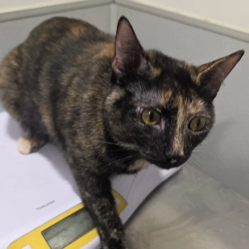 An adult large-sized female Domestic Short Hair cat named Luna Mittens for adoption in Tampa, FL