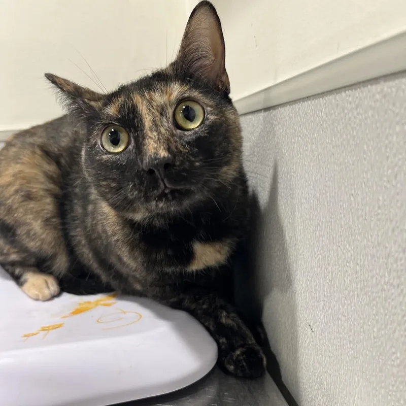 Luna Mittens thumbnail 2