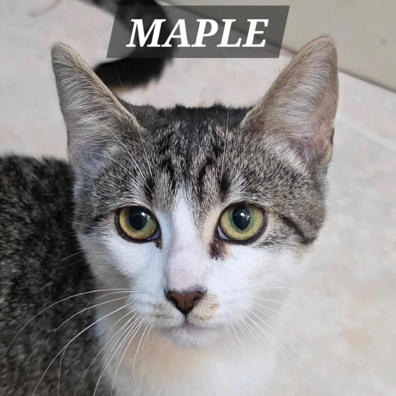 A baby small-sized female Brown / Chocolate Domestic Short Hair cat named Maple for adoption in Meridian, ID