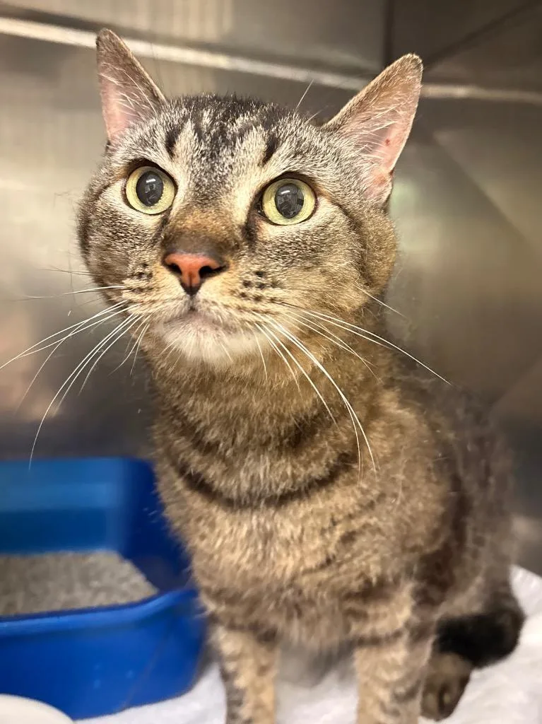 An adult medium-sized male Domestic Short Hair cat named Cadabra for adoption in Fall River, MA