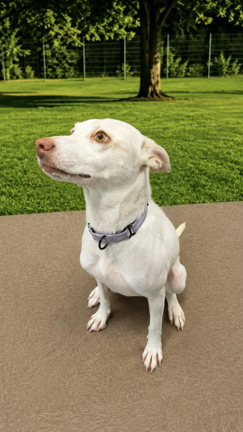 A young small-sized female White / Cream Mixed Breed dog named Baby Girl for adoption in Medfield, MA