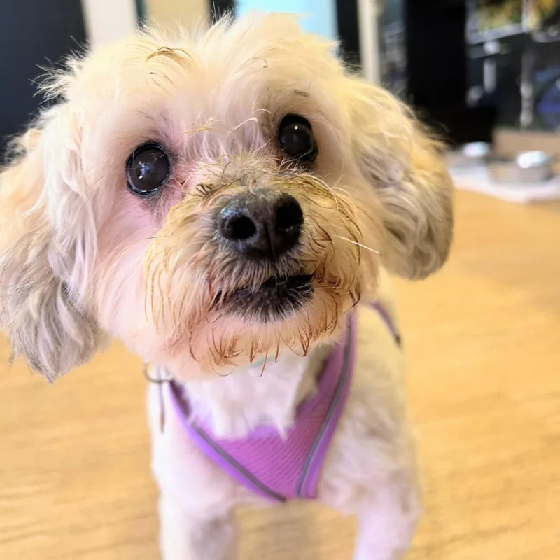 A senior small-sized female Maltese dog named Waimea for adoption in San Francisco, CA