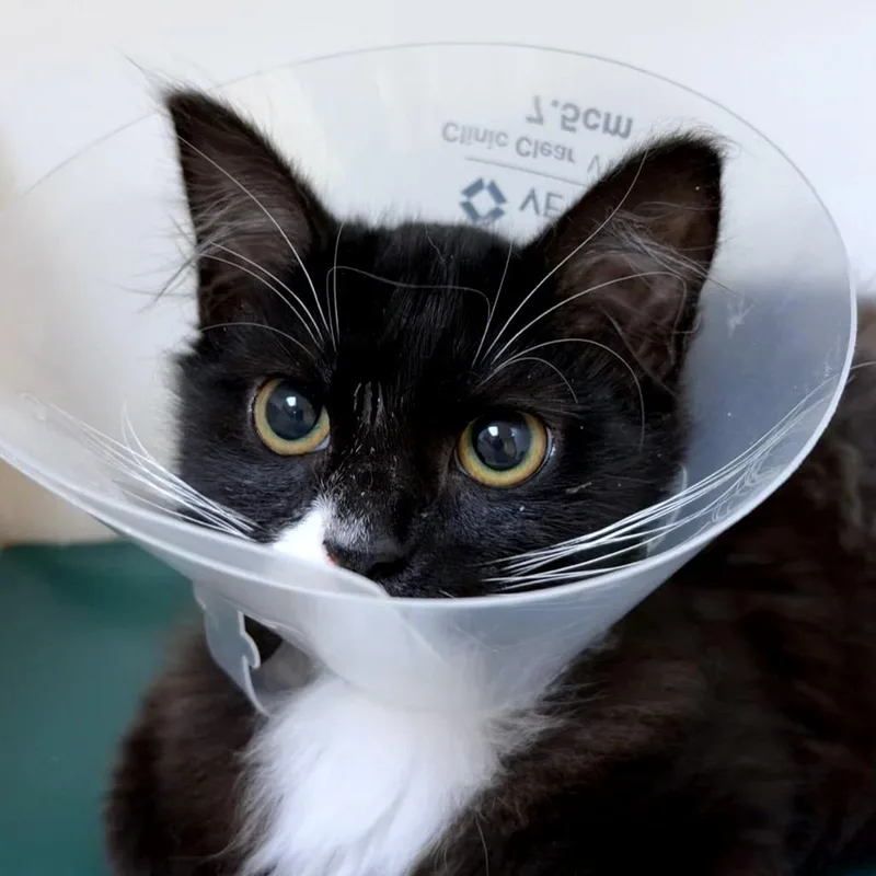 A baby small-sized female Domestic Medium Hair cat named Brown Sugar Cinnamon for adoption in Woodinville, WA