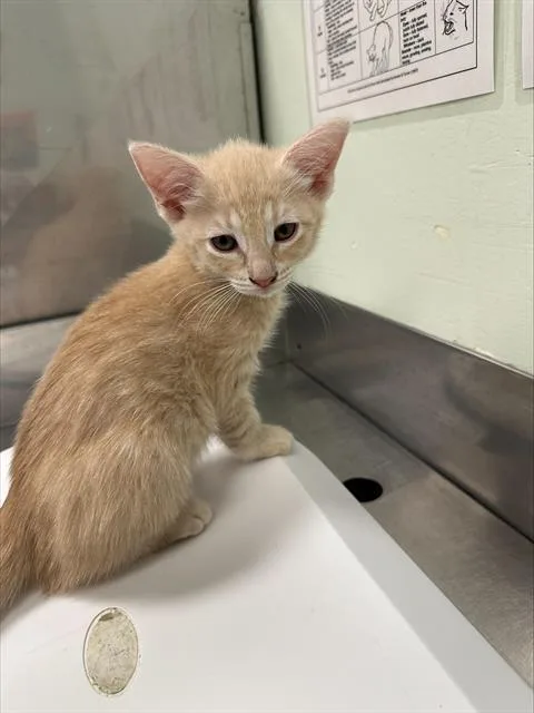 A baby small-sized female Domestic Short Hair cat named Quiche for adoption in Santa Cruz, CA