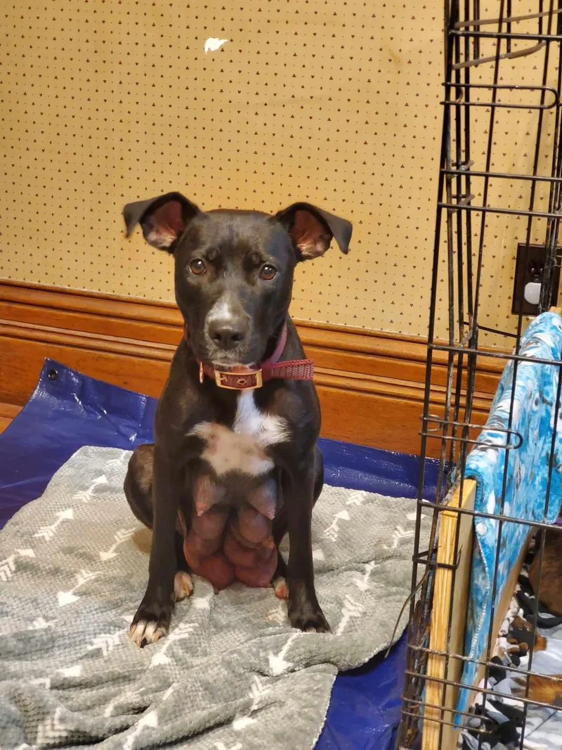 A young medium-sized female Terrier dog named Iris for adoption in Waterloo, IA