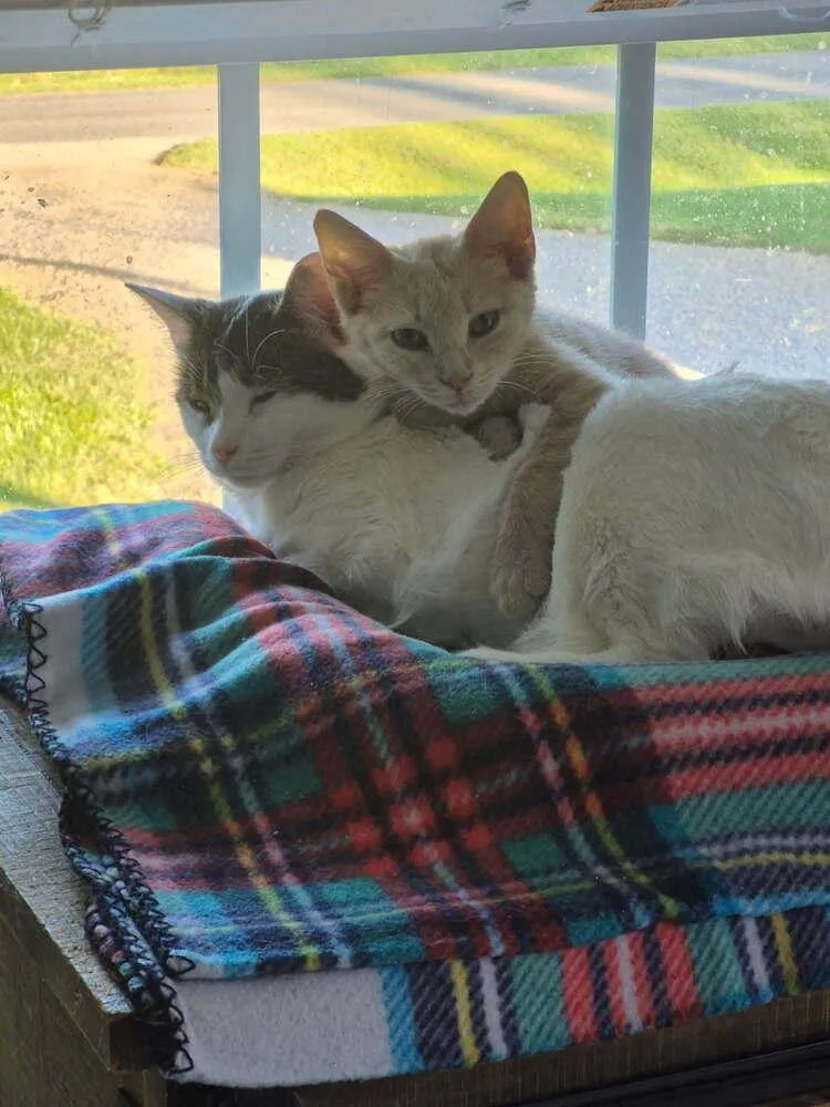 An adult small-sized male Domestic Short Hair cat named Scout for adoption in Mooresville, NC