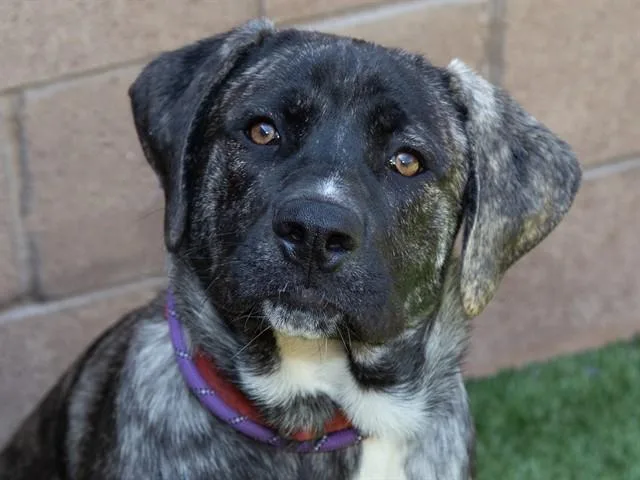 A young extra large-sized male Mastiff dog named Leonardo for adoption in Moreno Valley, CA