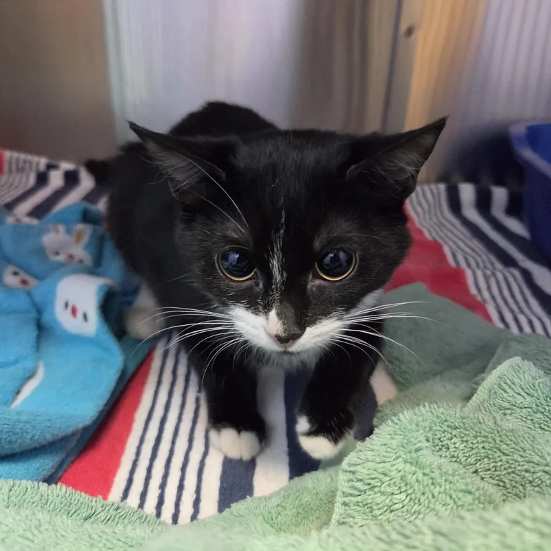 A young medium-sized female Black & White / Tuxedo Domestic Short Hair cat named Daffodil by Florence and for adoption in Brookings, SD