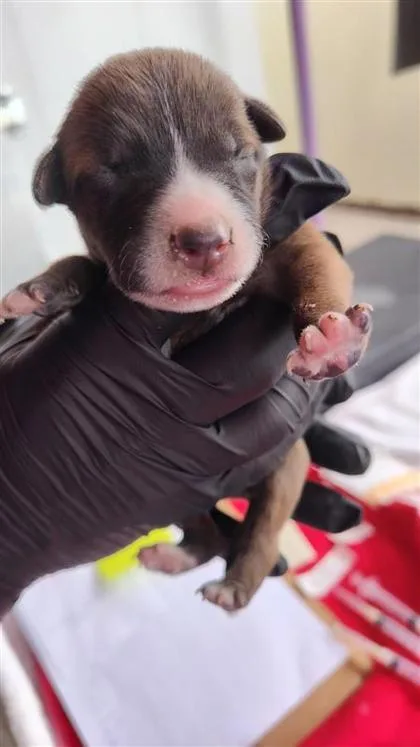A baby small-sized female Brown / Chocolate Shepherd dog named 6 for adoption in El Paso, TX
