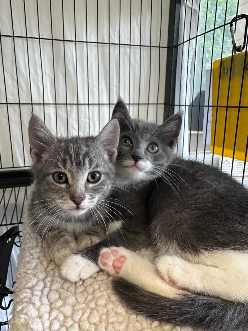 A young medium-sized female Gray & White Domestic Short Hair cat named Up for adoption in East Northport, NY