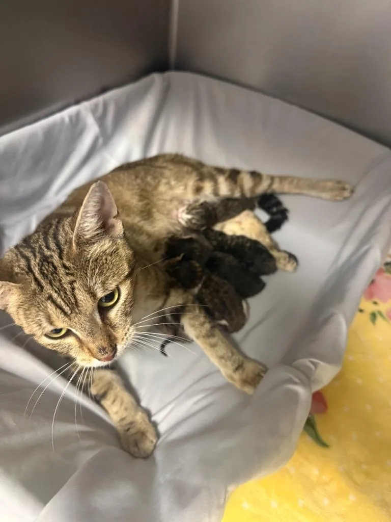 A young medium-sized female Domestic Short Hair cat named Kimmy for adoption in Sorrento, LA