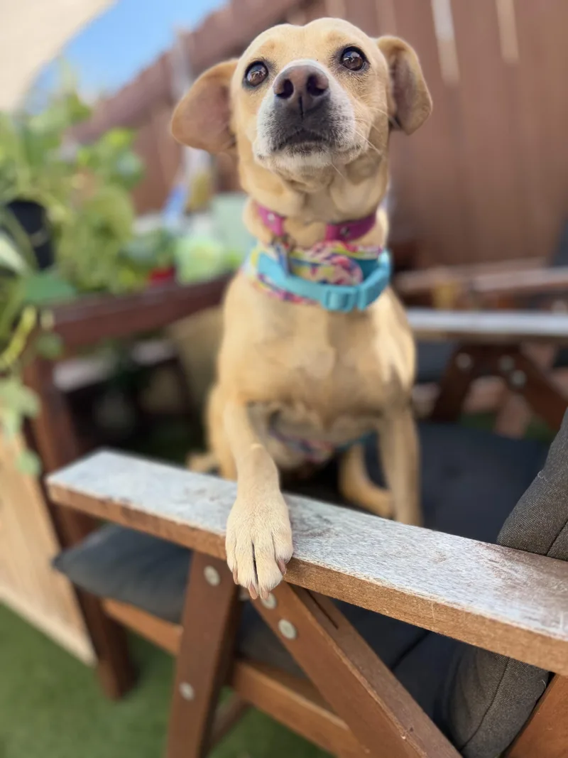 An adult medium-sized female Mixed Breed dog named Zoe for adoption in Los Angeles, CA