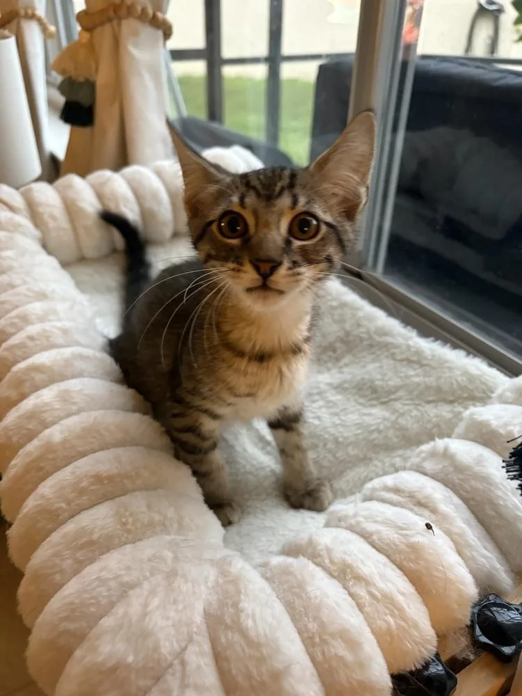 A baby small-sized male Gray / Blue / Silver Domestic Short Hair cat named Joseph for adoption in Brandon, FL