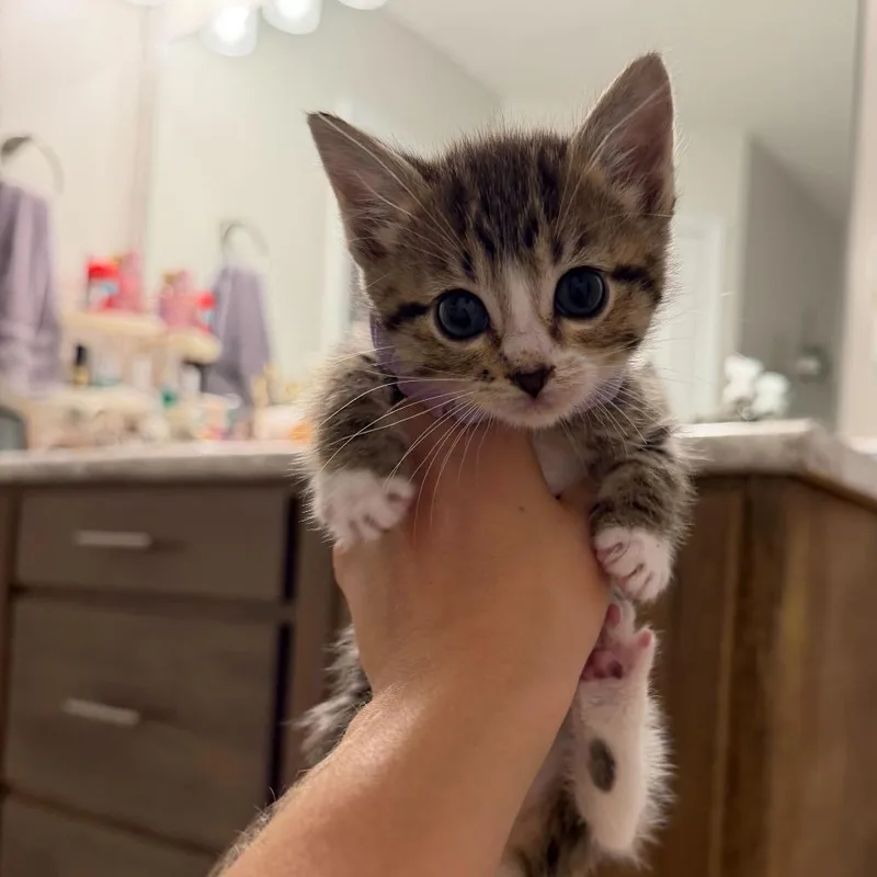 A baby small-sized female Brown / Chocolate Domestic Short Hair cat named Macie for adoption in Valdosta , GA