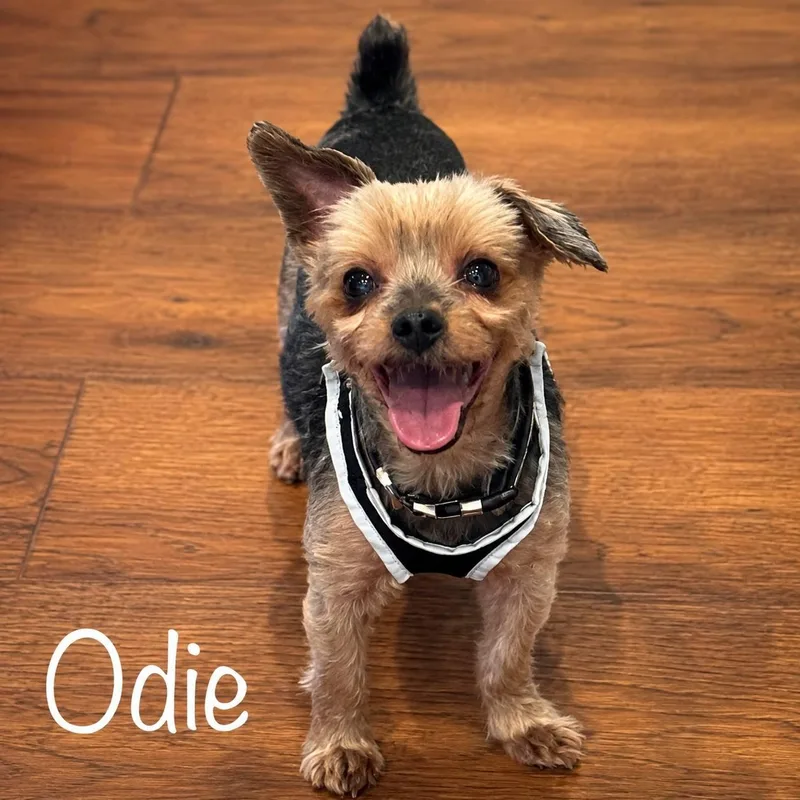 An adult small-sized male Yorkshire Terrier dog named Odie for adoption in Miami, FL
