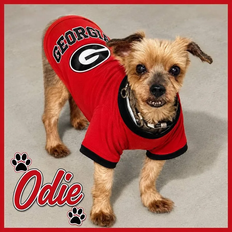 Odie thumbnail 2